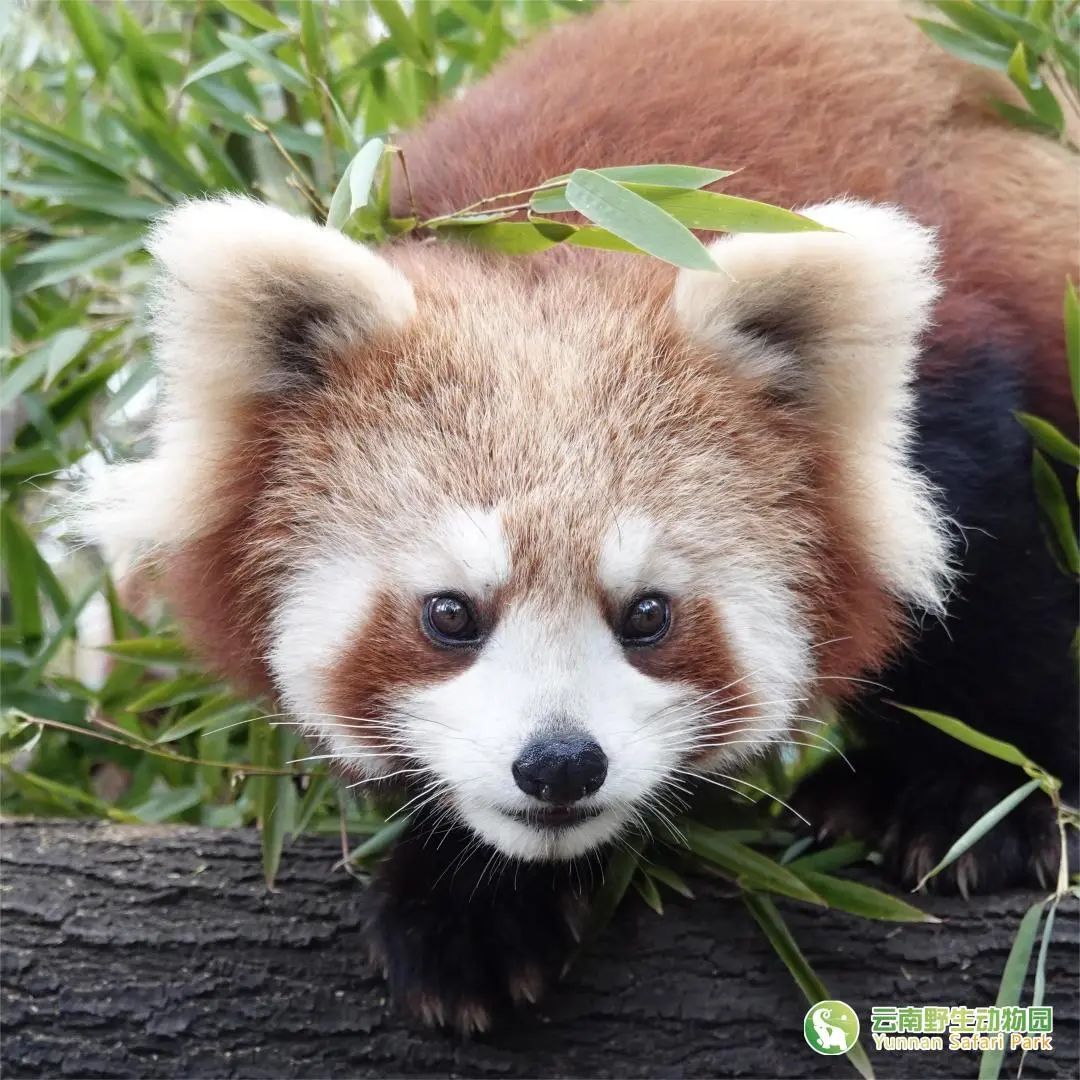 云南野生动物园