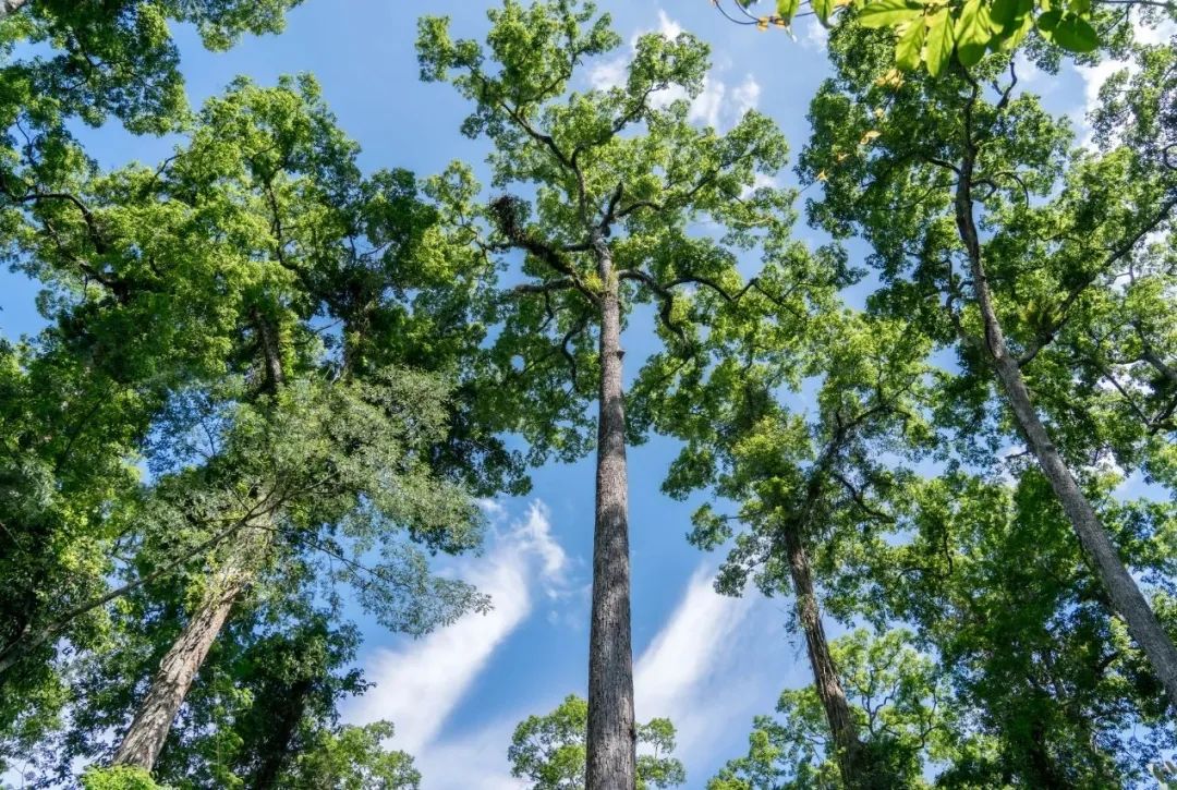 西双版纳望天树景区