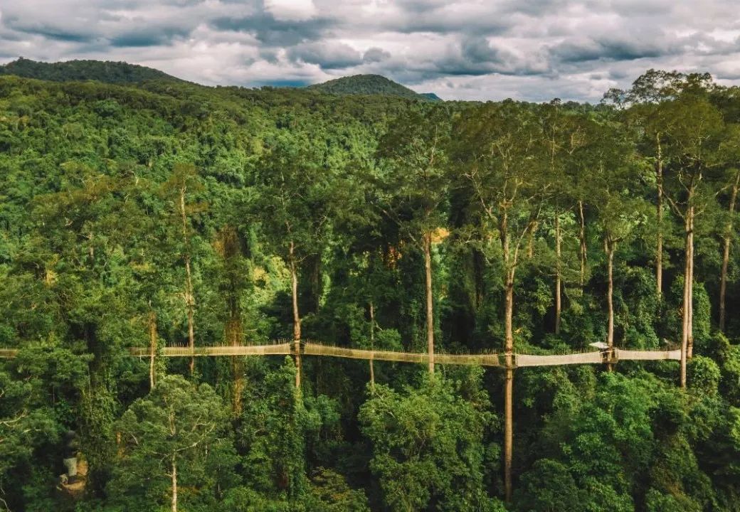 西双版纳望天树景区