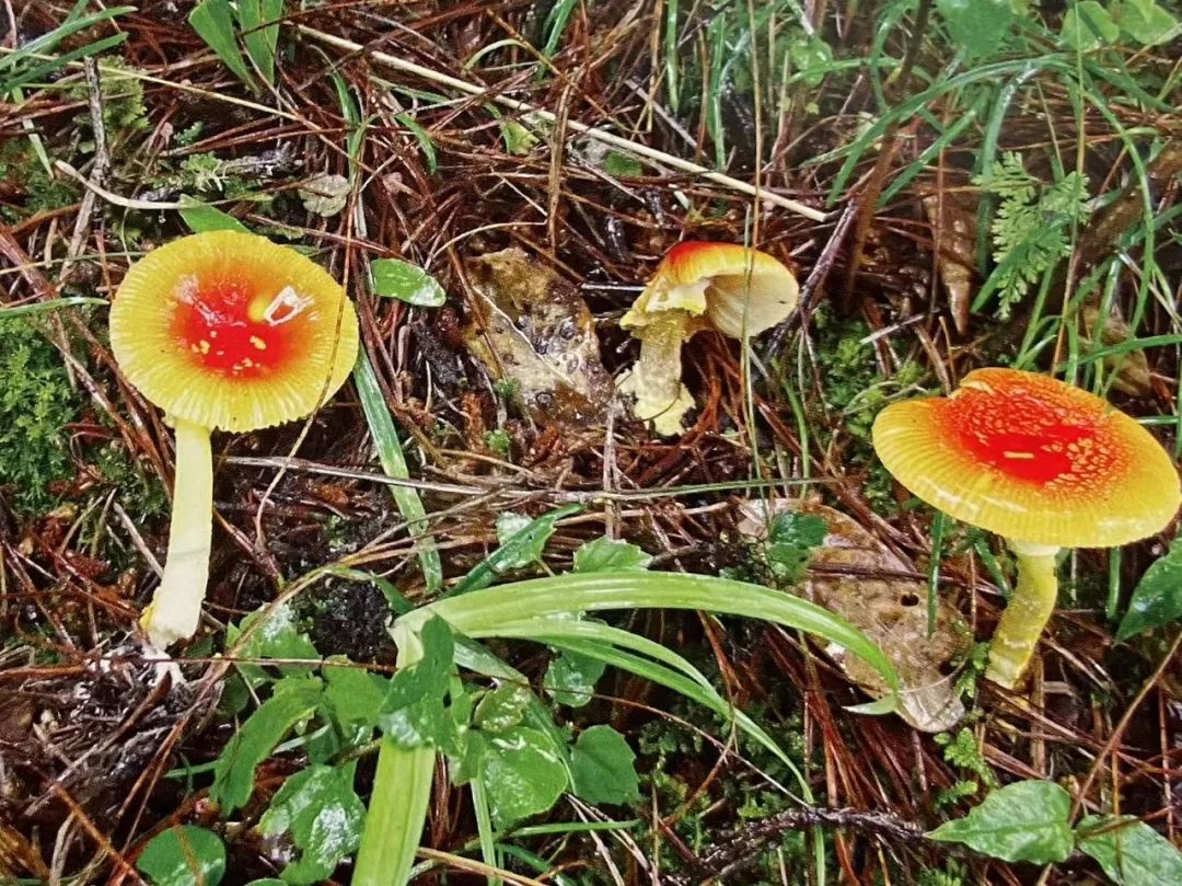 云南省第三人民医院