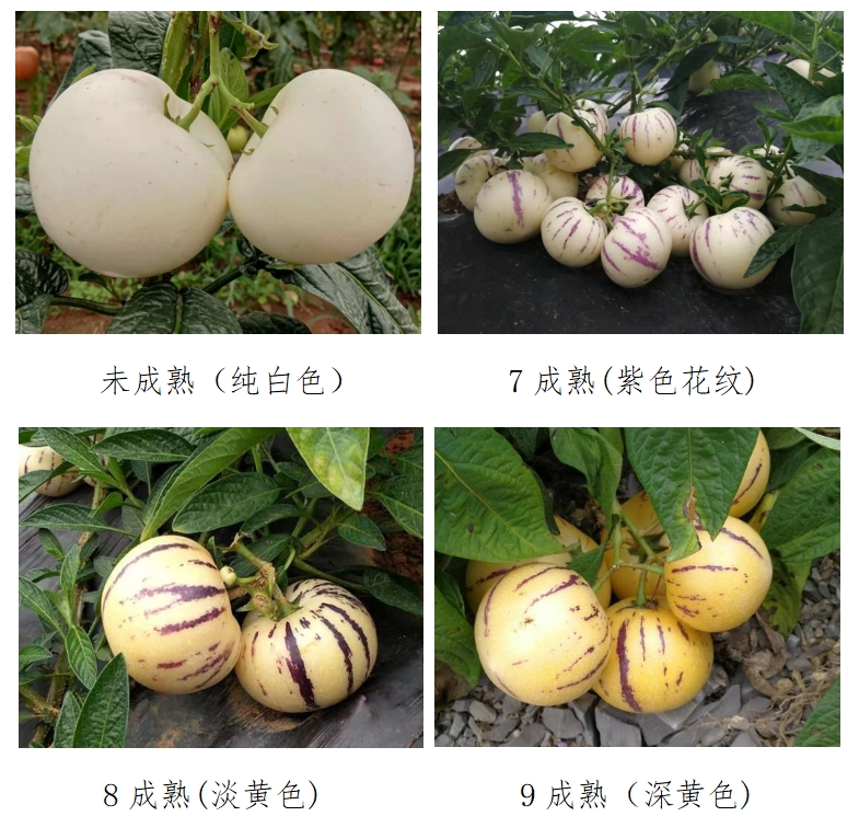 石林融媒