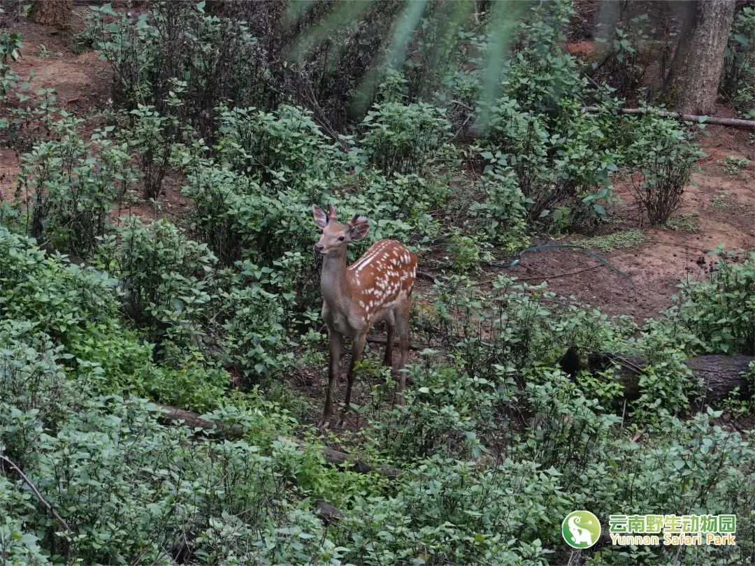 云南野生动物园