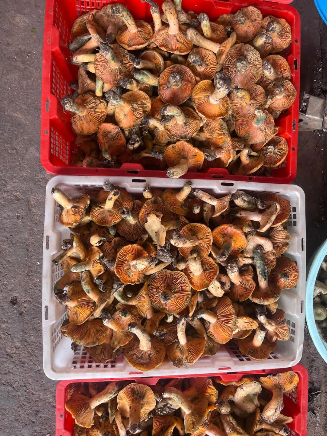 FM954汽车音乐广播