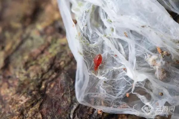 美丽云南微科普