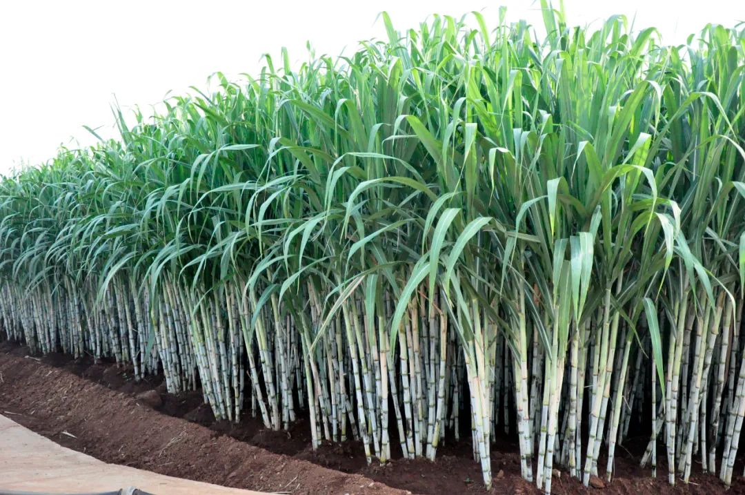 云南省人民政府