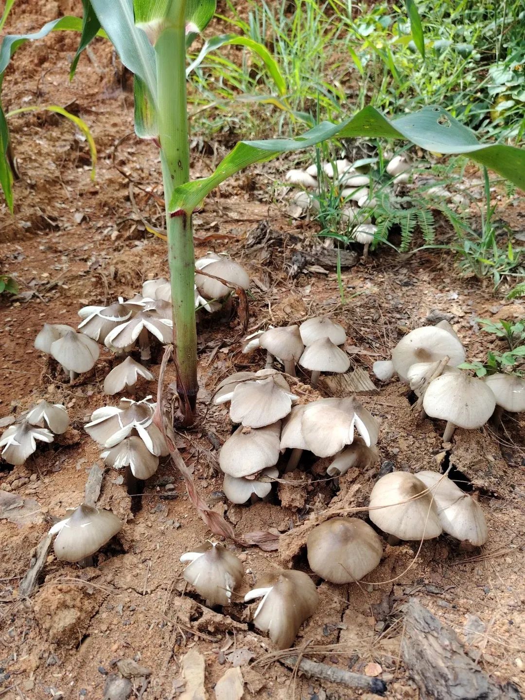 8099999街头巷尾微信