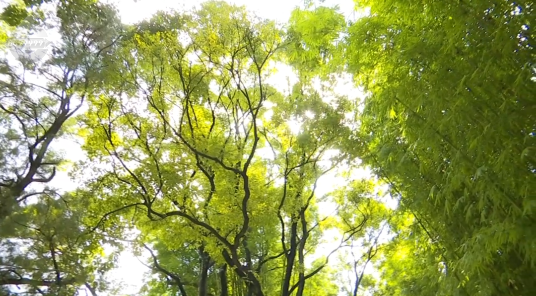 8099999街头巷尾微信