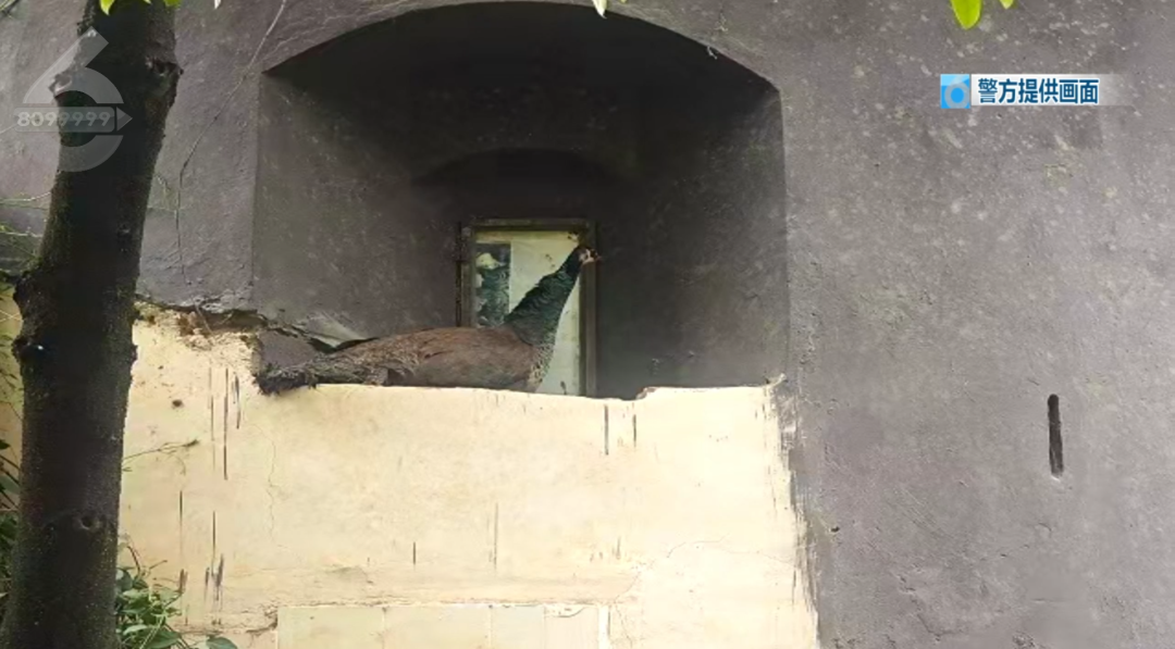 8099999街头巷尾微信