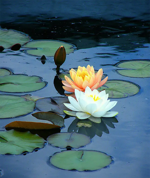 昆明市中医医院