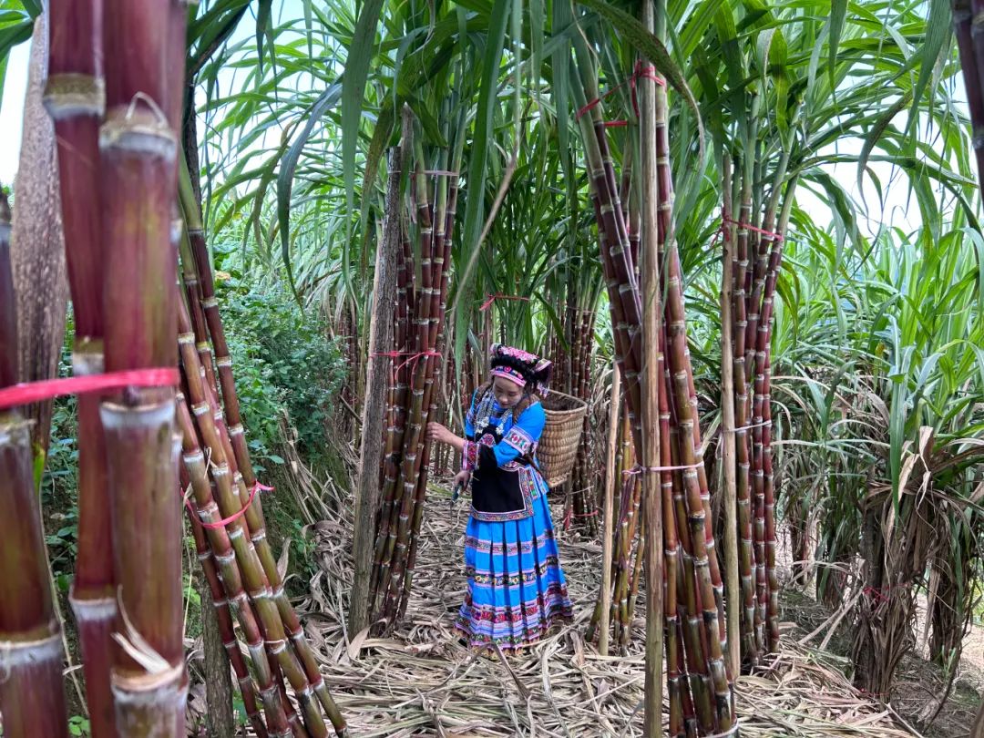 云南省人民政府