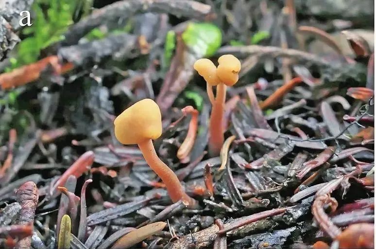 美丽云南微科普