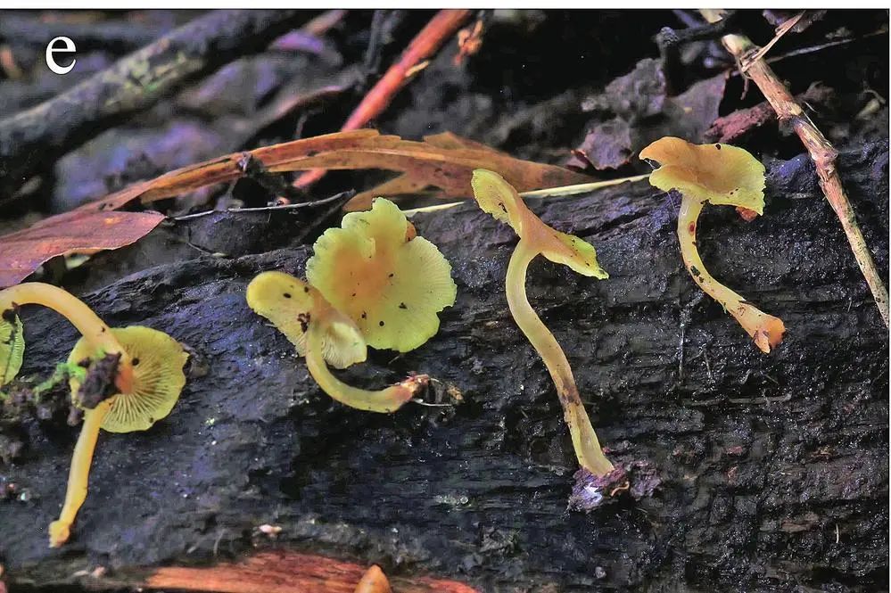 美丽云南微科普