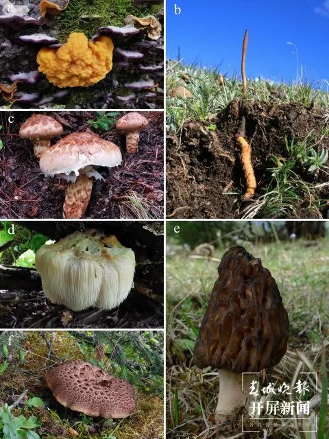 美丽云南微科普