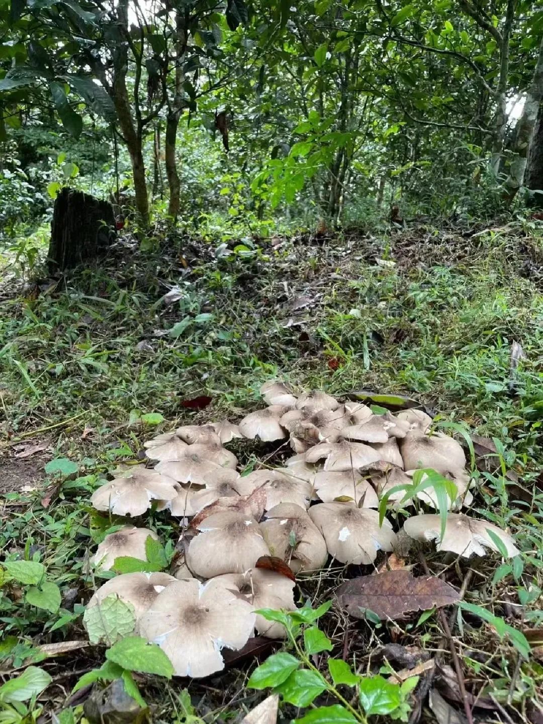 8099999街头巷尾微信