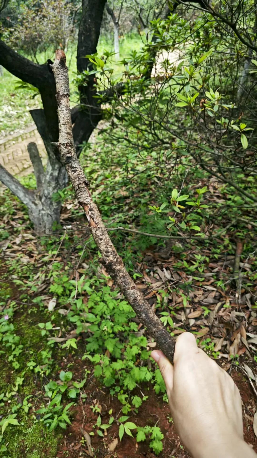 8099999街头巷尾微信