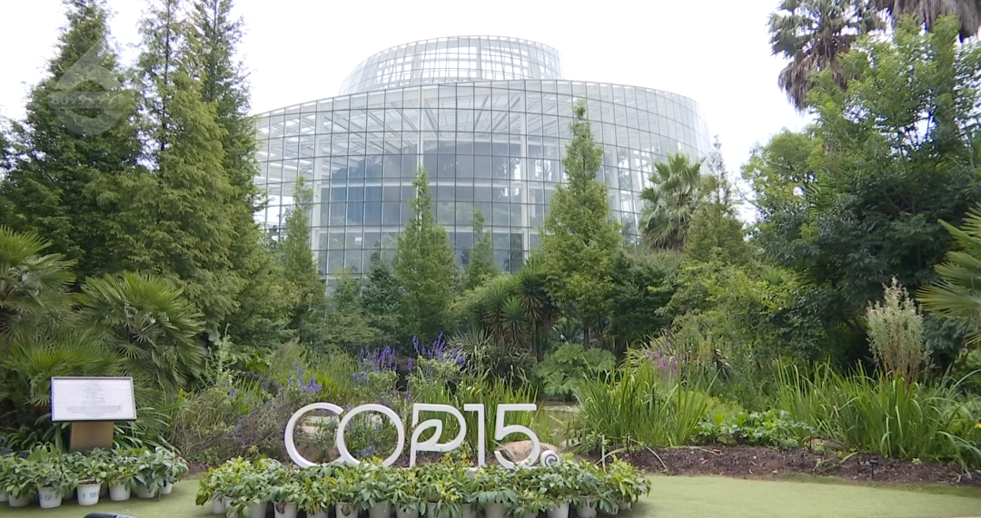 8099999街头巷尾微信