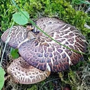 昆明市中医医院