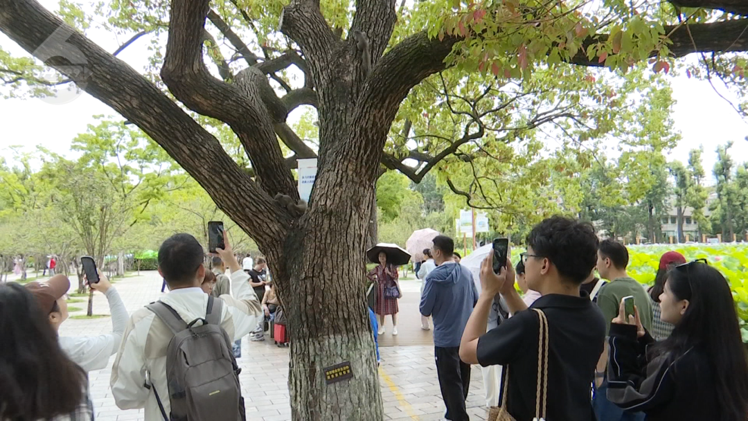 8099999街头巷尾微信