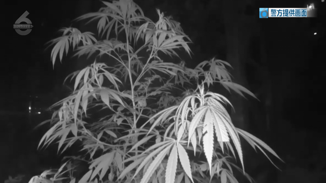 8099999街头巷尾微信