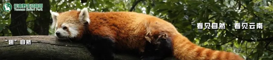 云南野生动物园