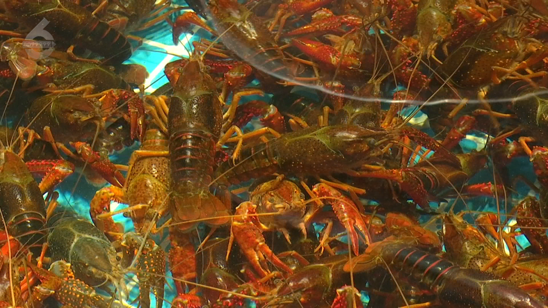 8099999街头巷尾微信