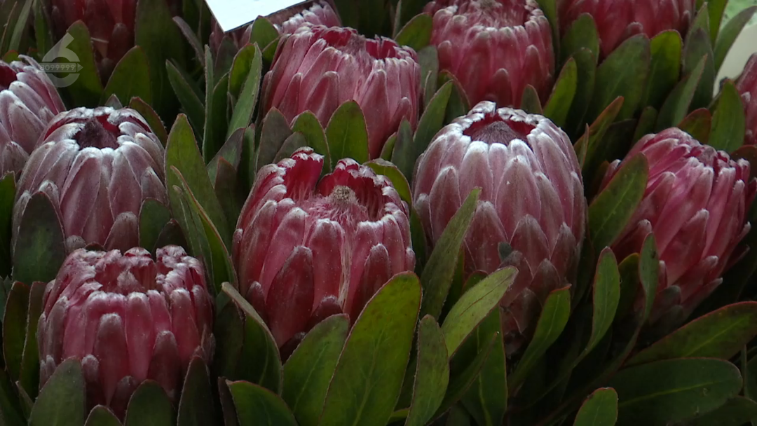 8099999街头巷尾微信