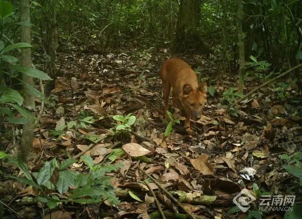美丽云南微科普