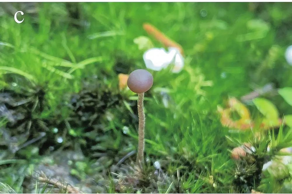 美丽云南微科普