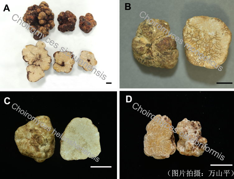 8099999街头巷尾微信