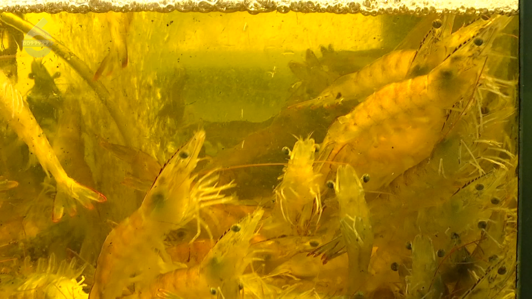 8099999街头巷尾微信