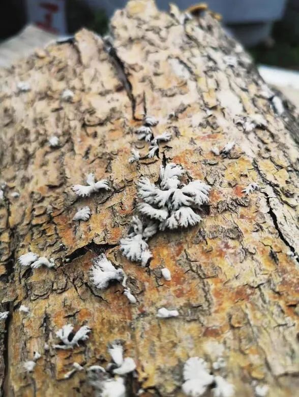 美丽云南微科普