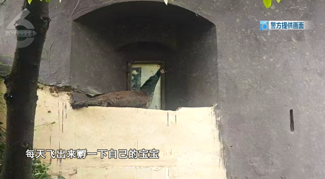 8099999街头巷尾微信