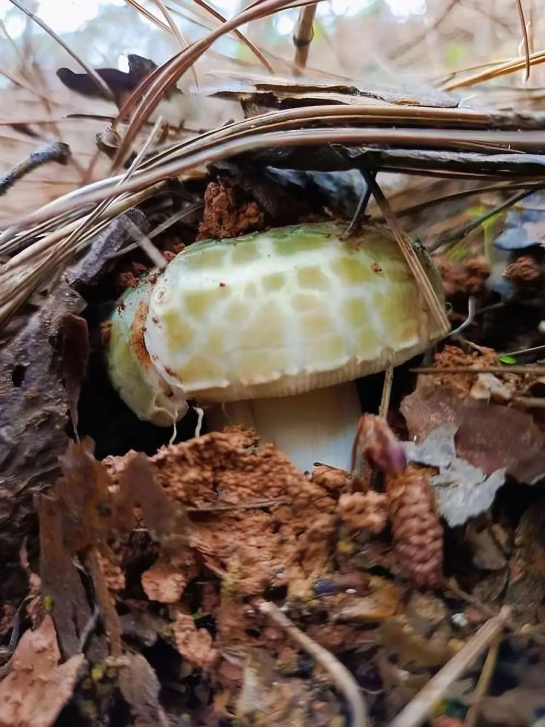 昆明市中医医院