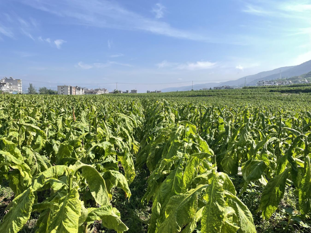 昆明阳宗海风景名胜区