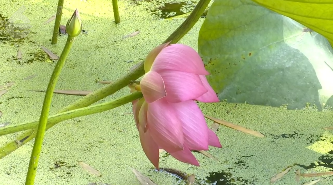 8099999街头巷尾微信