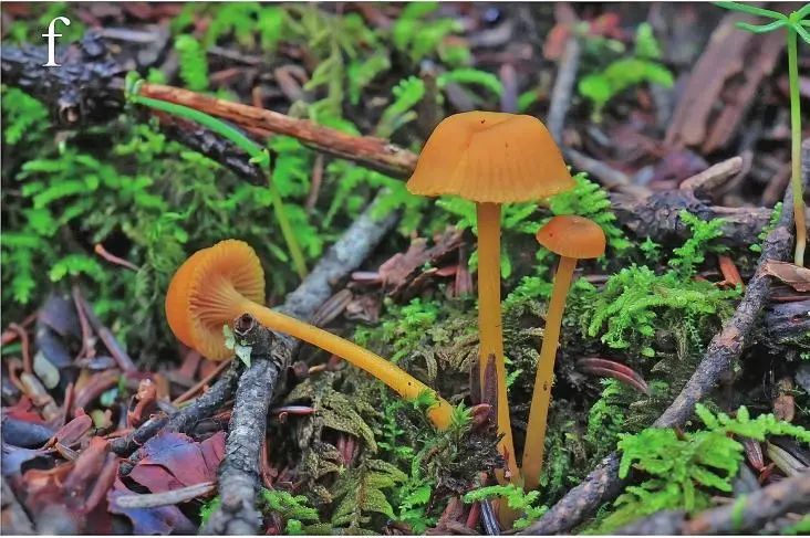 美丽云南微科普