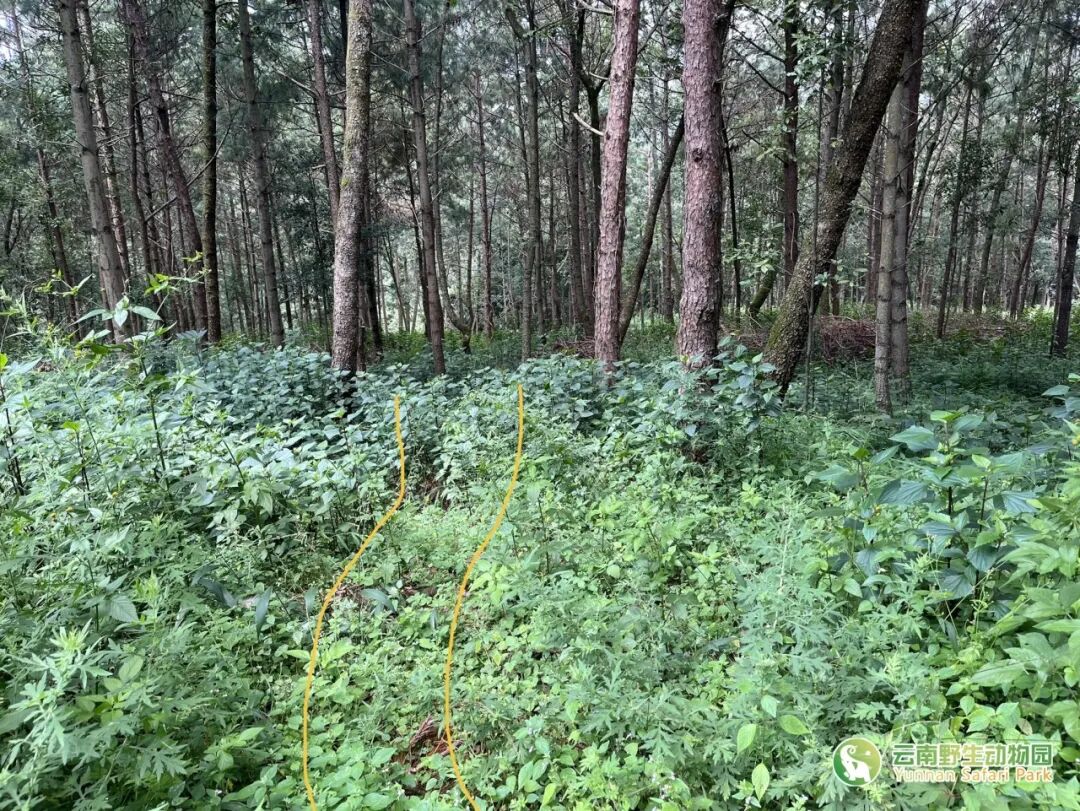 云南野生动物园