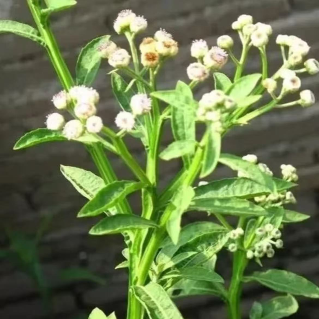 昆明市中医医院