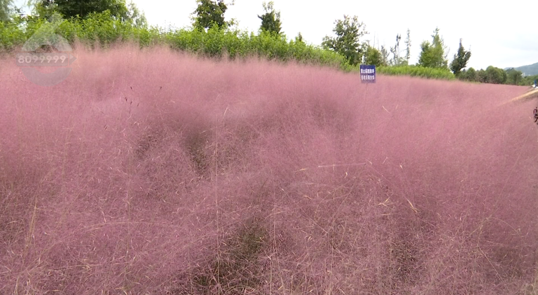 8099999街头巷尾微信