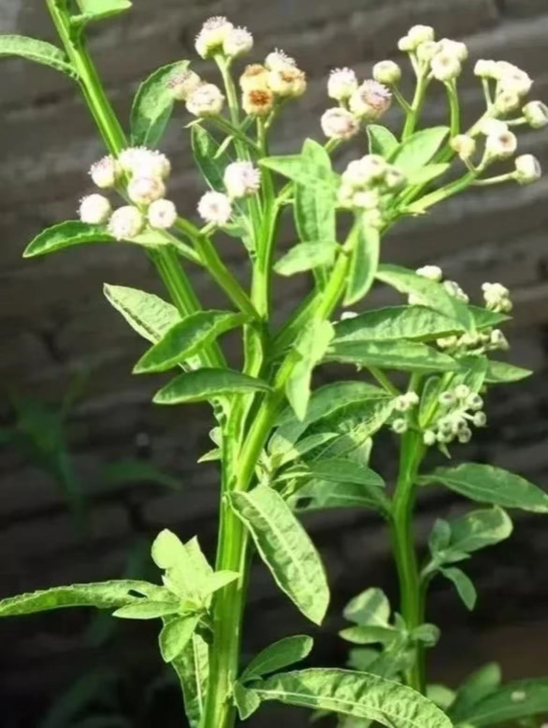 昆明市中医医院