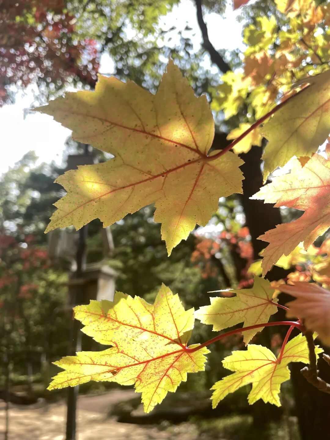 昆明市黑龙潭公园