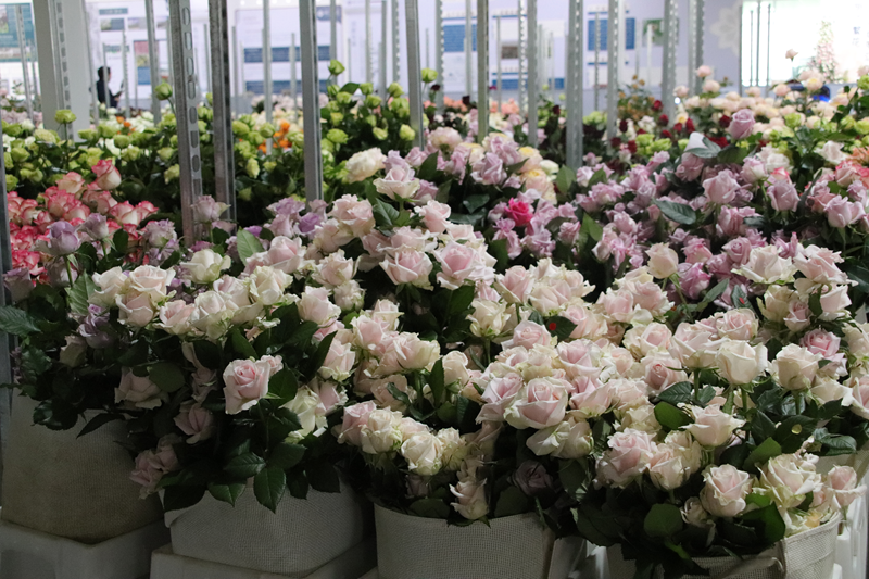 云南省人民政府