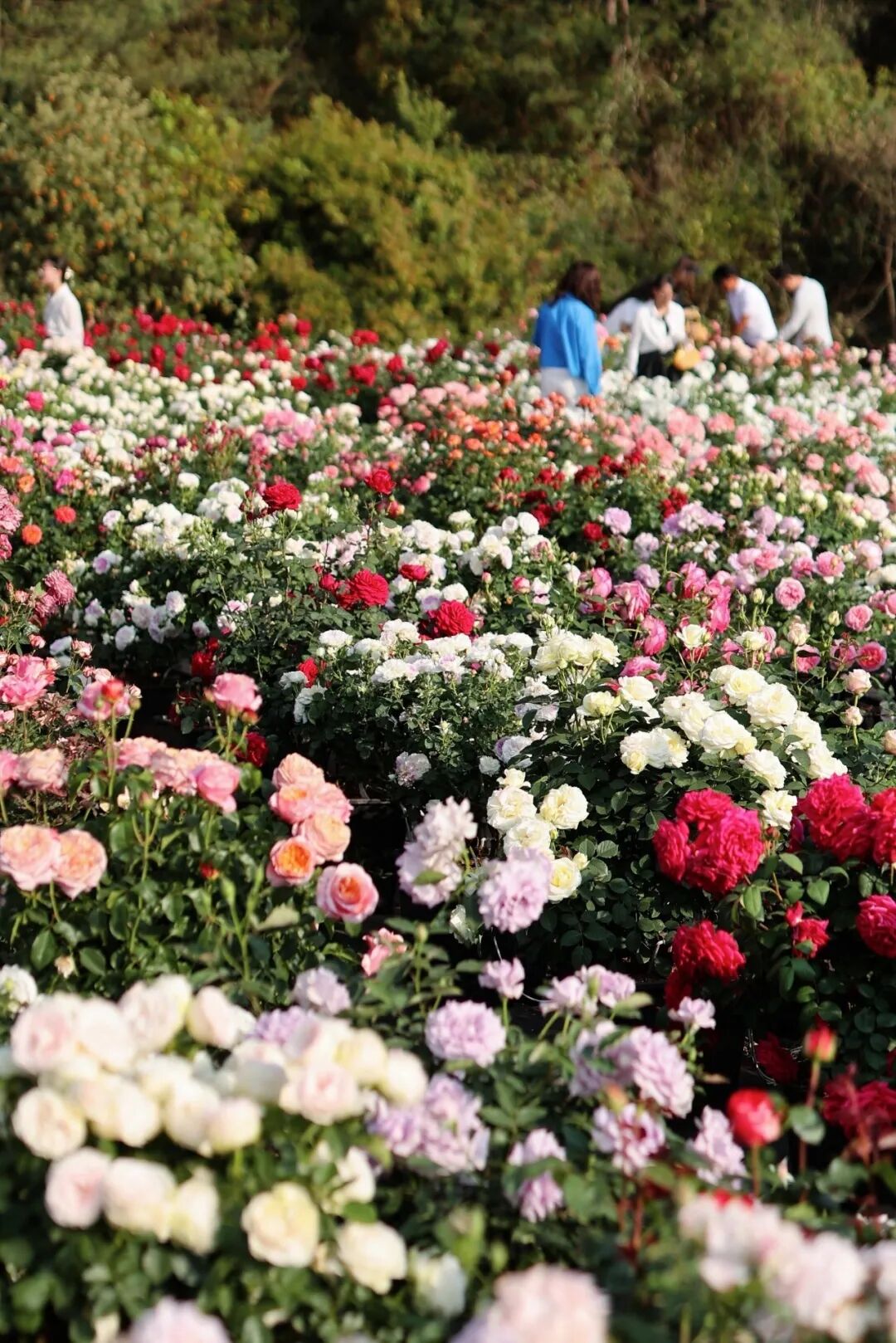 昆明阳宗海风景名胜区