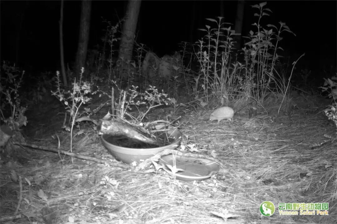 云南野生动物园