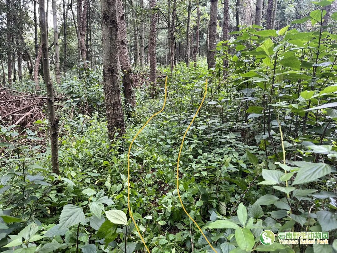 云南野生动物园