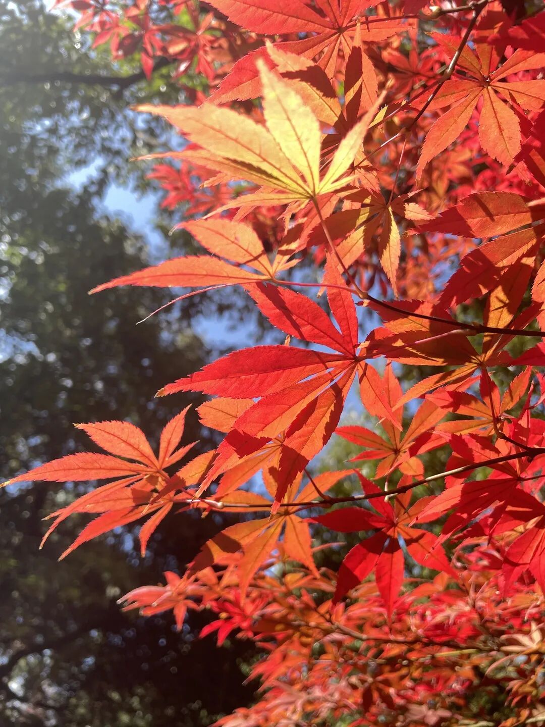 昆明市黑龙潭公园