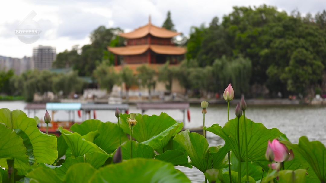 8099999街头巷尾微信