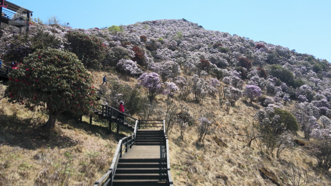 8099999街头巷尾微信