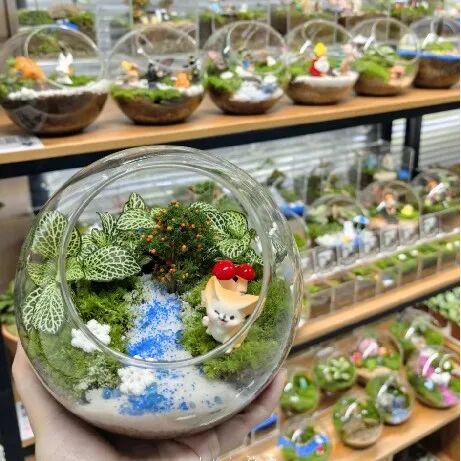 西双版纳望天树景区