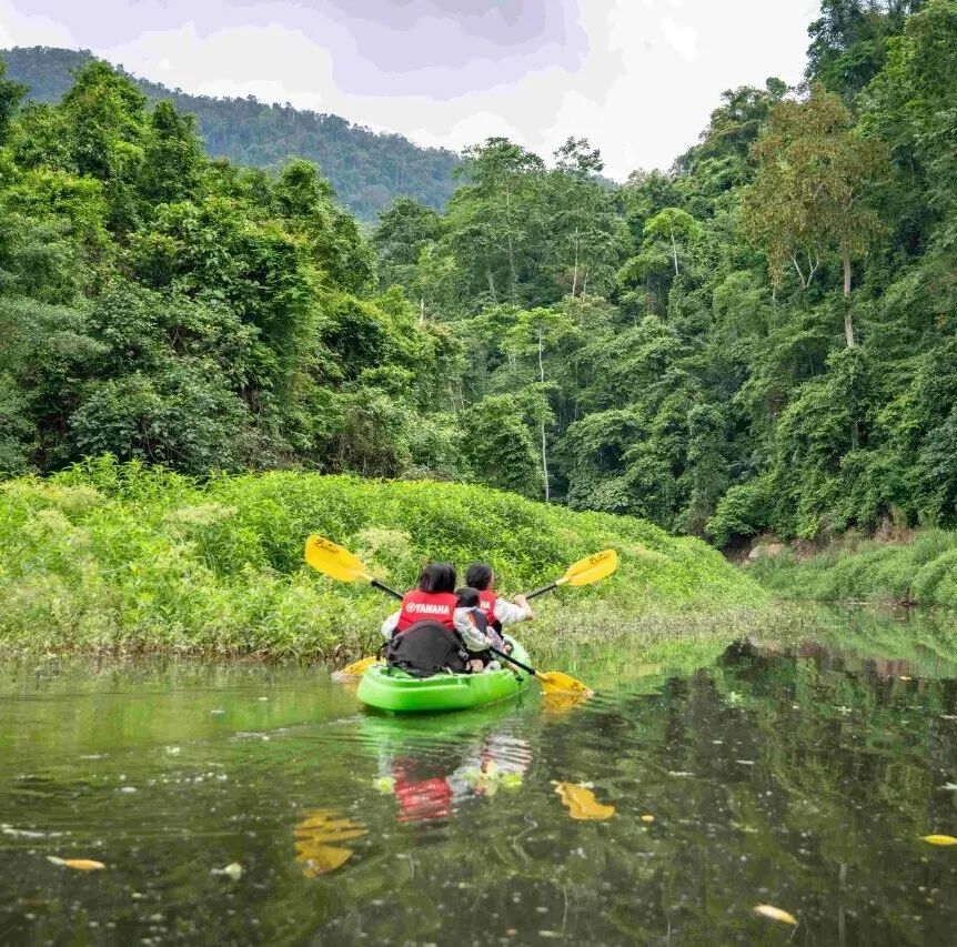 西双版纳望天树景区